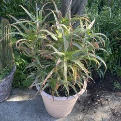 Aloe Vera plant