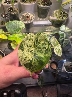 Dragon Scale Mint