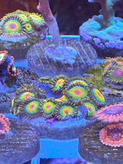 Fake Coral