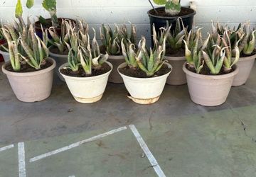 Very Healthy Aloe Juvenna Or Tiger Tooth Aloe Vera Plants, $19 to $29 Each