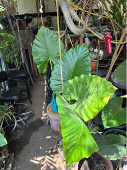 Plant