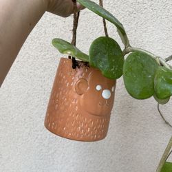 Hoya Obovata Plant With Hanging Pot