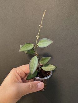 Hoya Rosita 