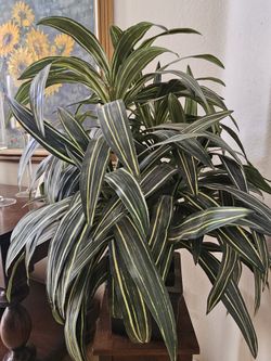 Silk Plant