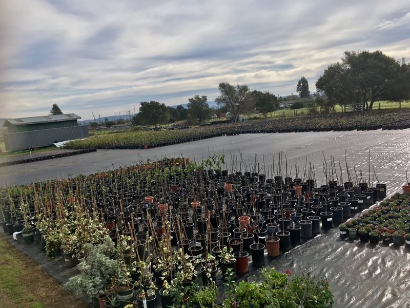 El Capulin Nursery GRAND OPENING