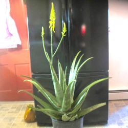 Large aloe