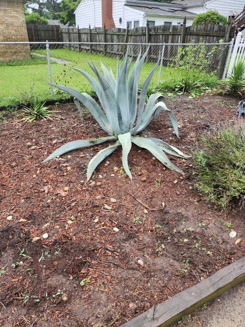 Large Agave 