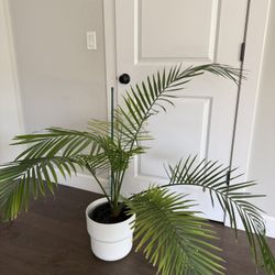 Palm Tree 