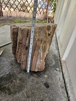 Large real Petrified wood stump