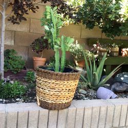 Cactus  $25