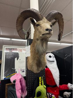 Taxidermy ram  head mounted