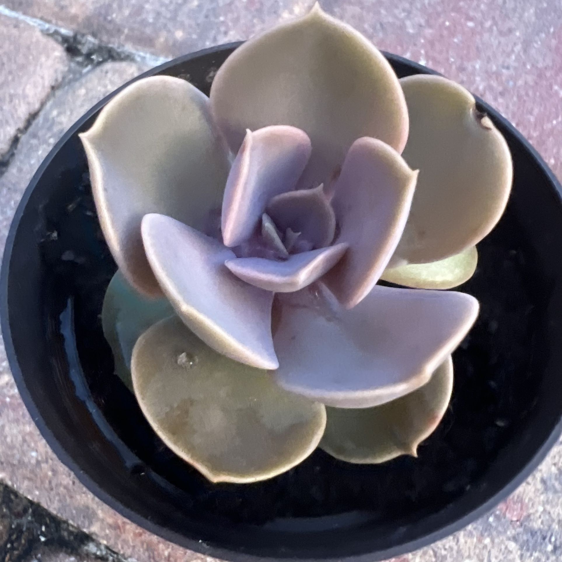 Succulent Plant 🪴