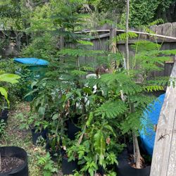  Royal Poinciana Flamboyant Flame Tree 