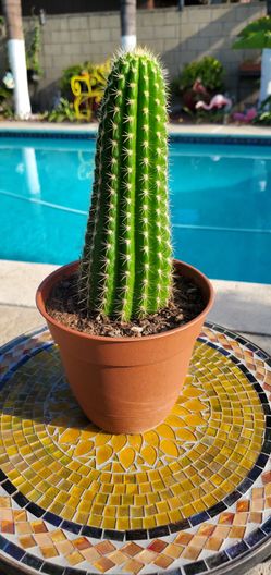 Columnar Torch Cactus - Fast Growing & Easy Care