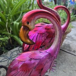 Flamingos