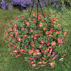 Outdoor Plant 