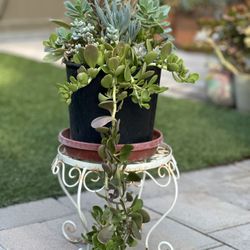 Assorted Succulent Plants 