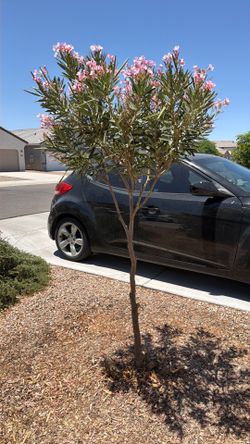 Mature Oleander tree