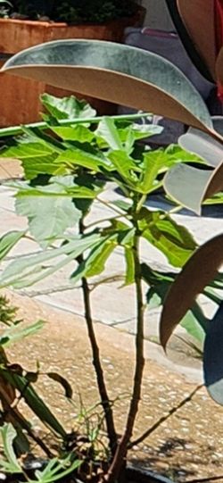 💯 Organic Well Rooted Fig tree plant.