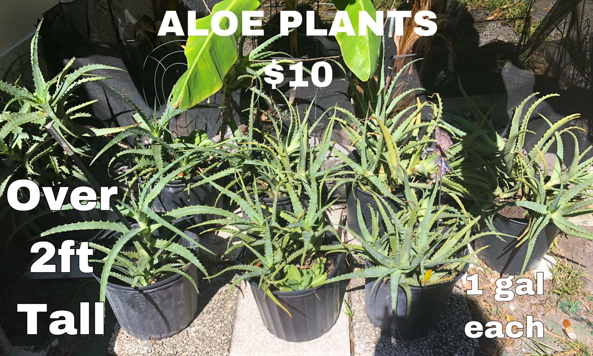 Aloe plants 3 Gallon