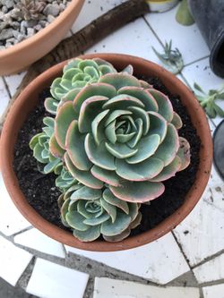 Suculentas