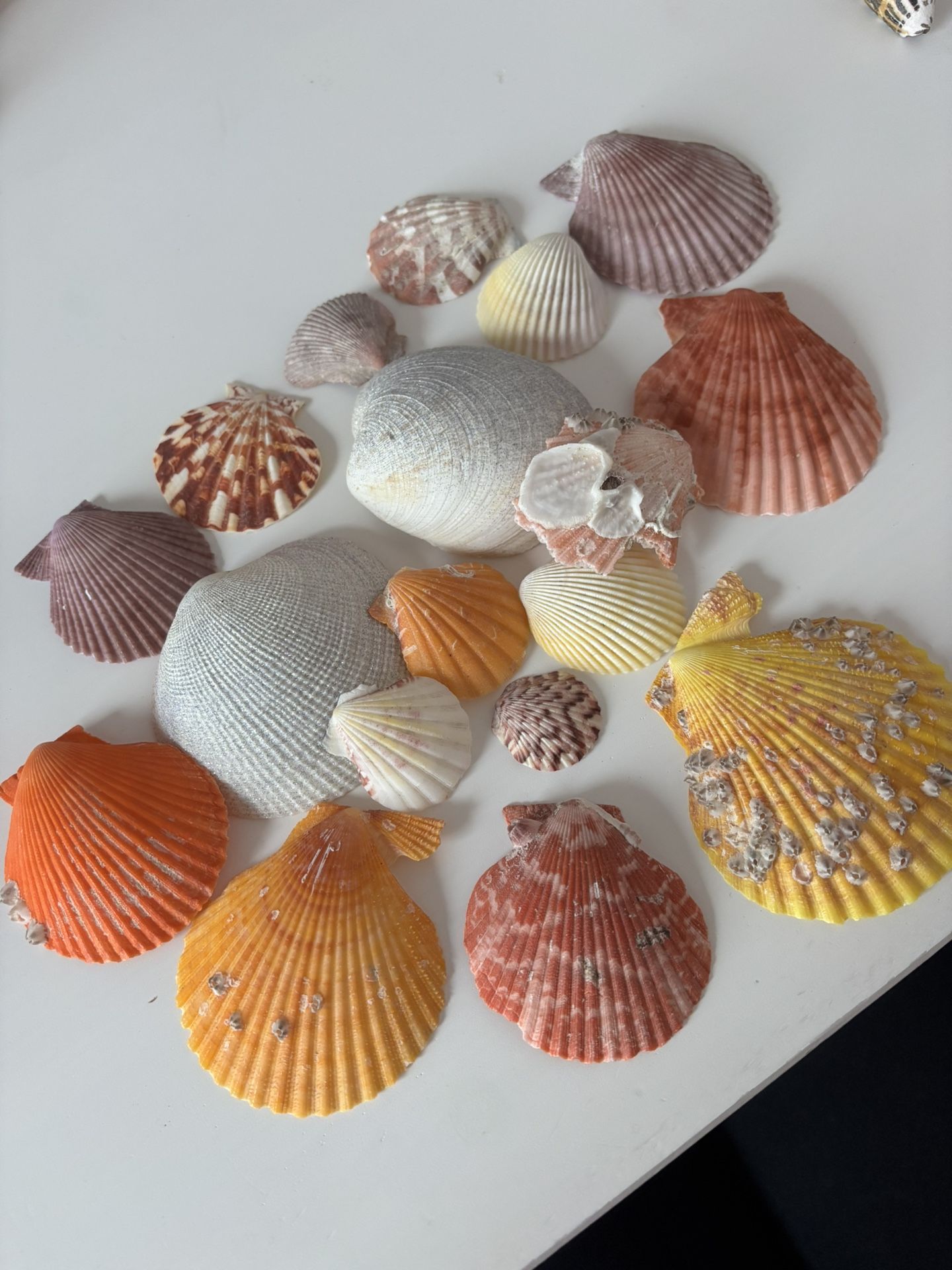 Colorful scallop shell collection