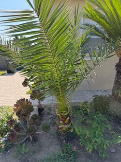 Palm tree