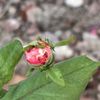 Anthony Acuff