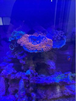 Saltwater Aquarium | BioCube 32 Gallons all included