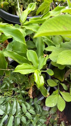 Then, lemon grass, temple flower plants for sale