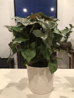 Beautiful Syngonium Plant! Perfect indoor Plant with a beautiful Ceramic pot!
