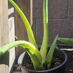 Aloe Vera Plant