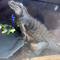 Blue Rhino Iguana