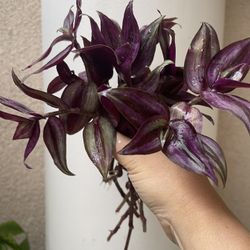 Tradescantia Plant CUTTINGS- Rooted