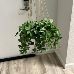Hanging Faux Plants