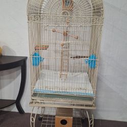 Bird Cage-Jaula