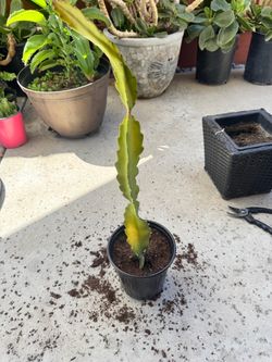 Dragon Fruit Cactus Cutting in Pot