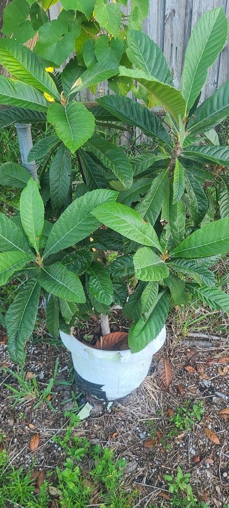 Halthy Loquet Tree