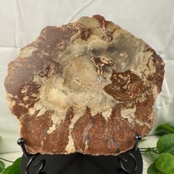 Rare Petrified Wood Fossil