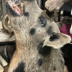 TAXIDERMY SPOTTED PIG