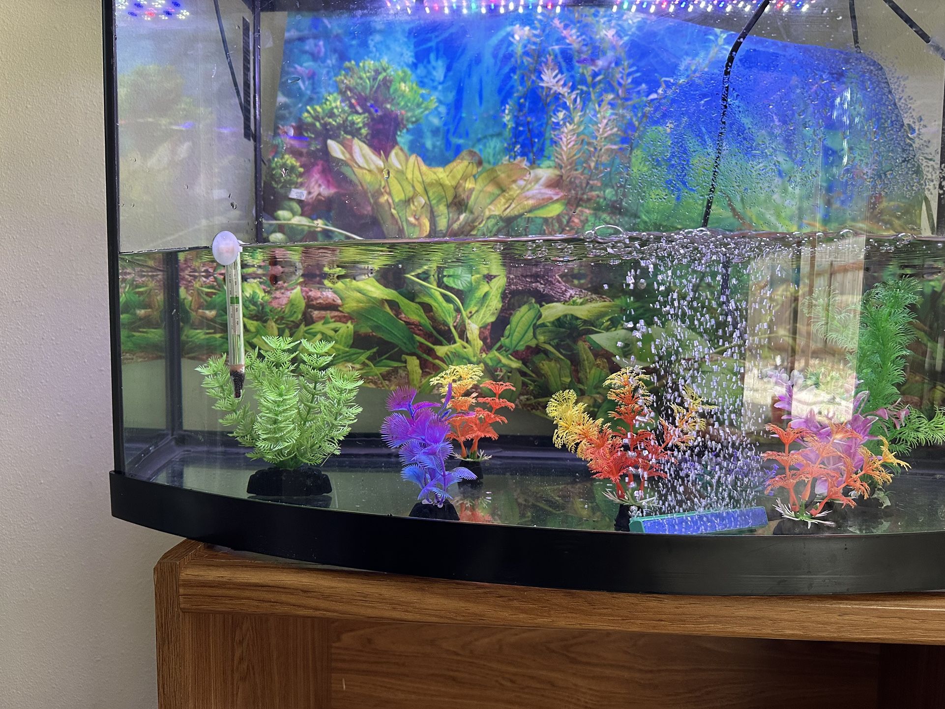 Fish Tank