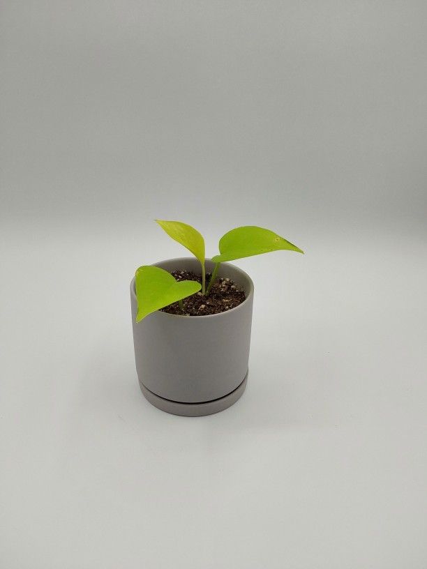 Neon pothos