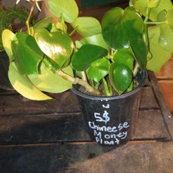 Chinese Money Plant