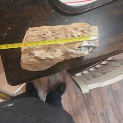 Petrified wood