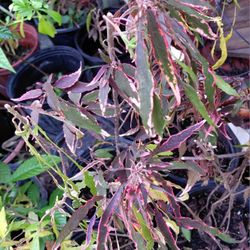 Acalpha Firestorm Landscape Plant 3 Gallon