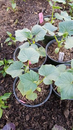 Organic camber plant each $5