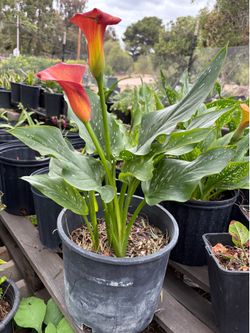 calla lily