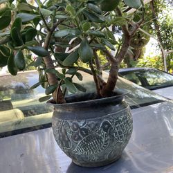 Jade Plant Nice Tin Pot 