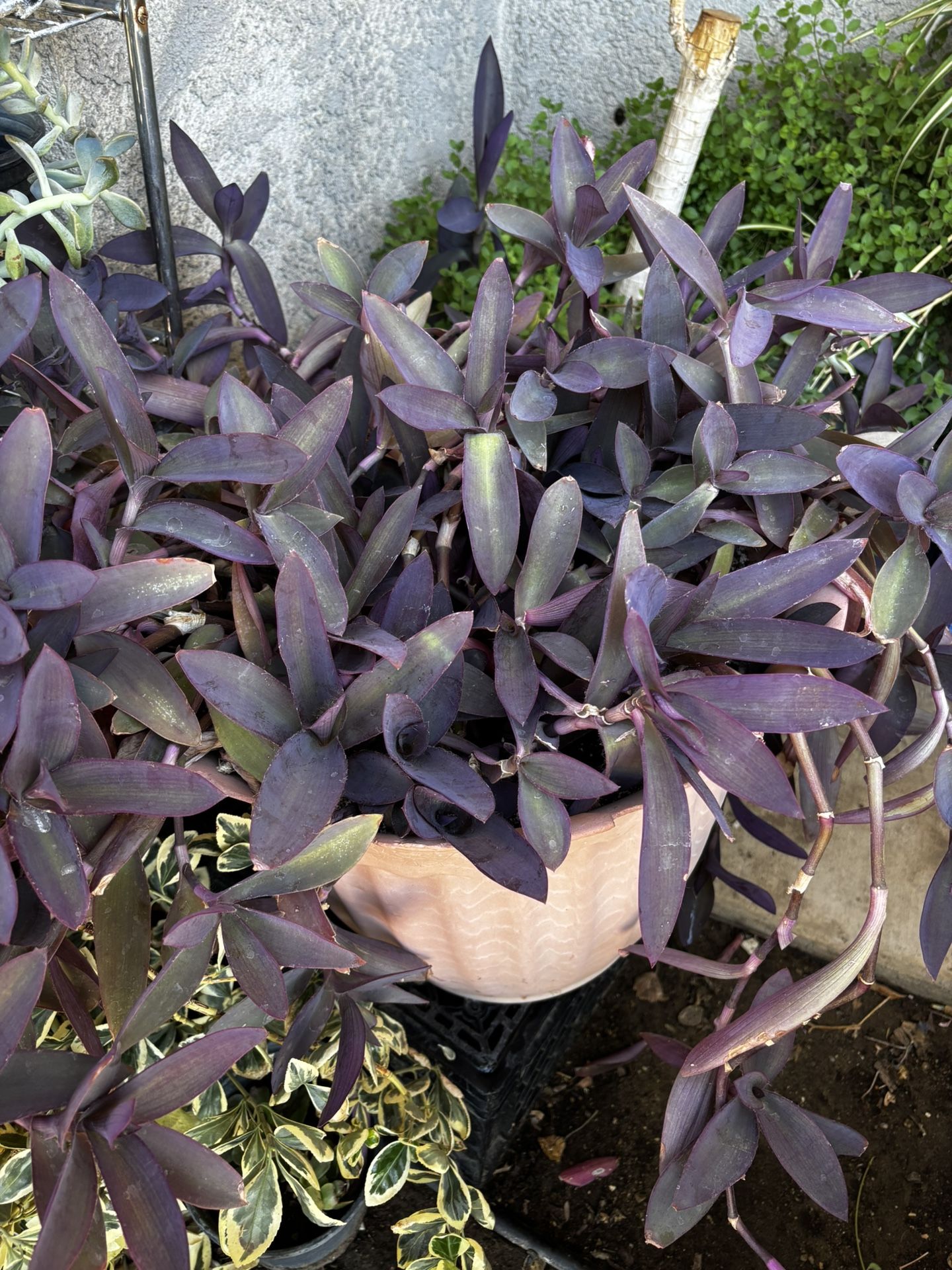 Tradescantia Plant