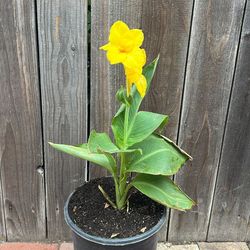 Canna Lilly
